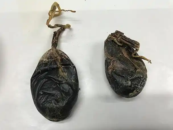 《神农识药》清热泻火药之熊胆