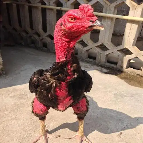 泰国斗鸡苗大量景区斗鸡斗鸡越南斗鸡苗包活品种好