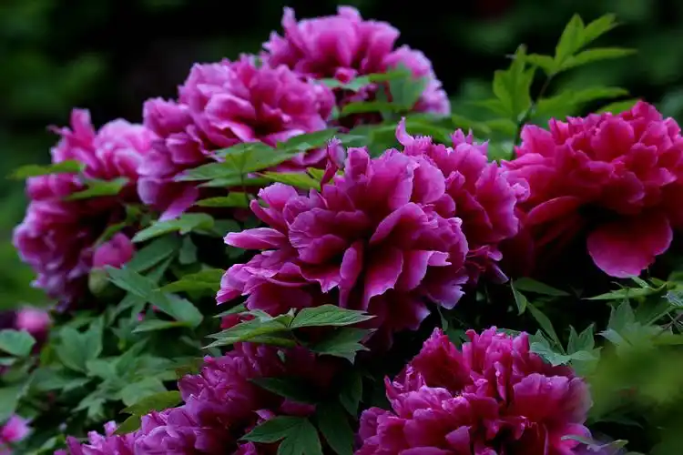 何人不爱牡丹花,占断城中好物华. 颖是洛川神女作,千娇万态破