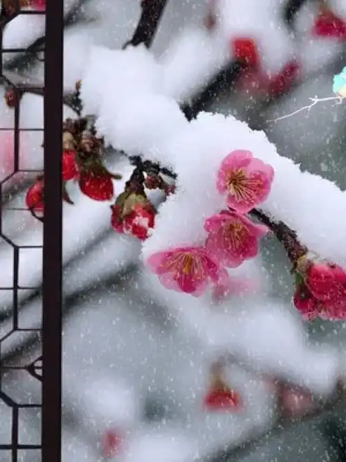 冬寒半开窗 只为借梅香 问花花不语 雪描一树妆 #诗词 #雪中梅花