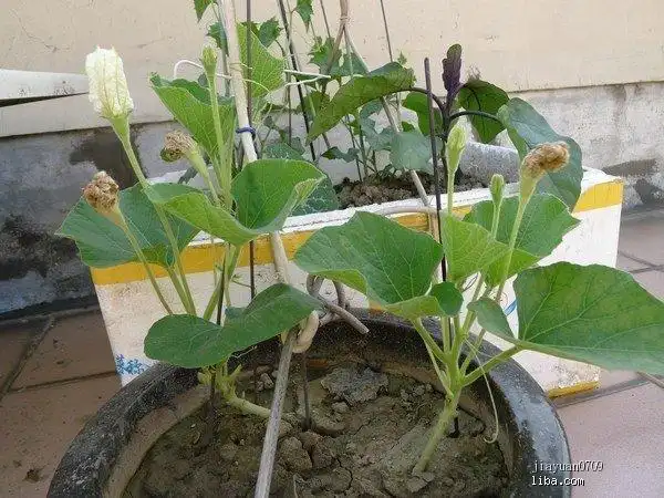 73瑗瑗外婆的屋顶菜园--辣椒/鸡毛菜/生菜/黄瓜