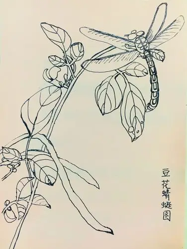 白描—豆花蜻蜓图