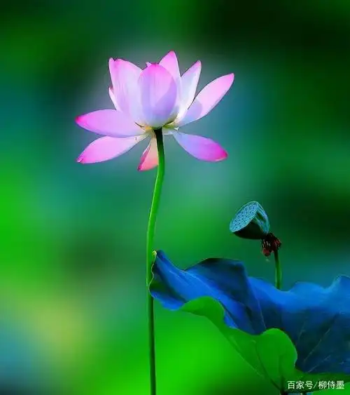 夏日荷花季,摄影拍出意境美,照片优雅有新意