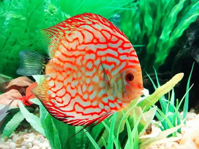七彩神仙鱼品种:七彩神仙鱼的种类很多,可分为野生七彩和人工育种七彩