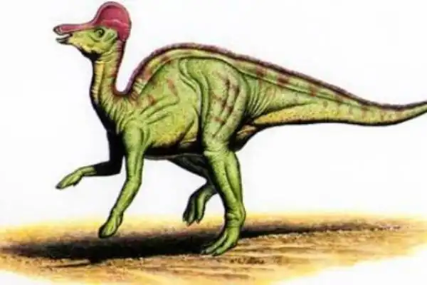 白垩纪鸭嘴龙科冠龙头戴扇形头冠脸颊能发出呱呱声