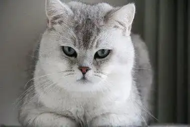 "纯种银渐层"才有的特征,很多人都买了串!你是吗?