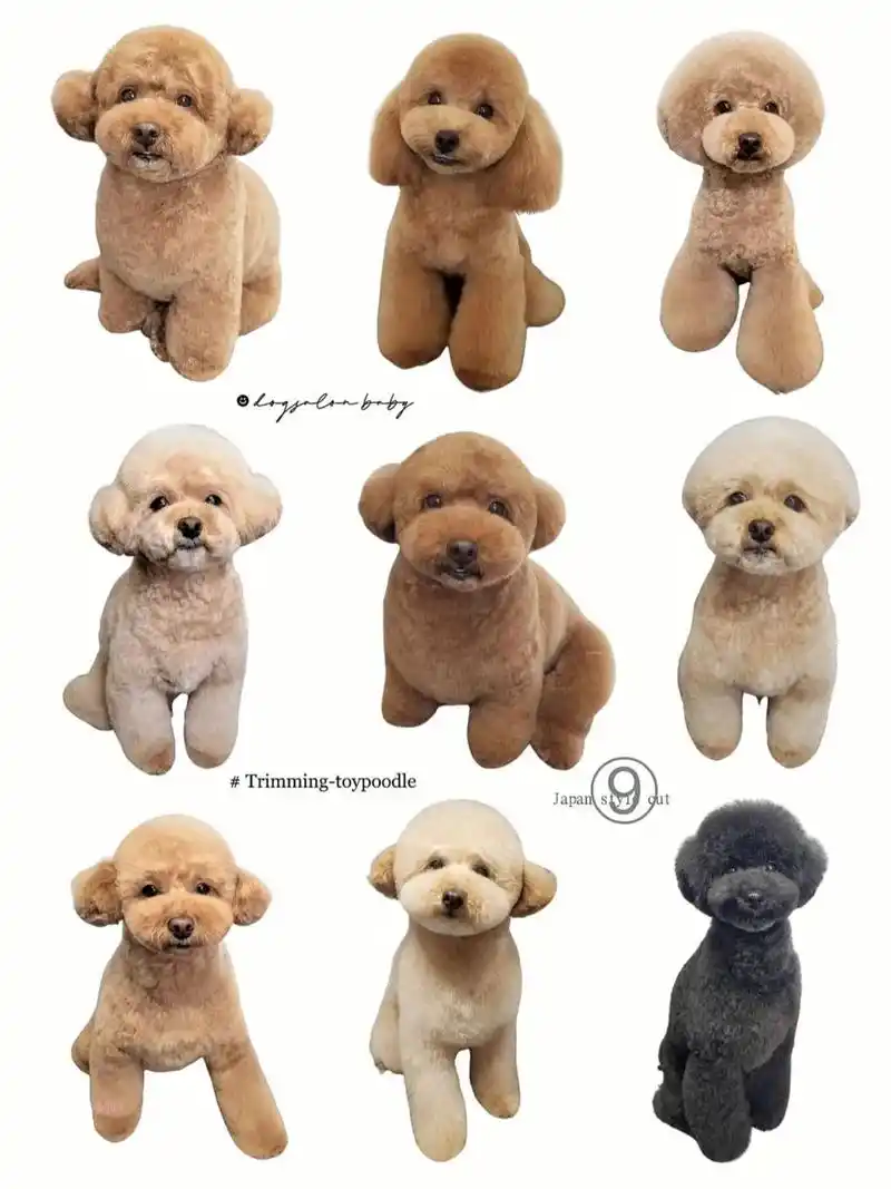 泰迪日系造型-毛量加持⑨ 门店造型|日本宠物沙龙|baby 慢慢喜欢上