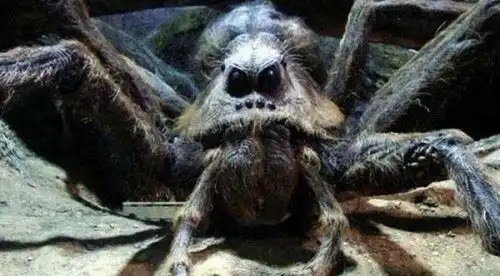 巨蜘蛛相当恐怖的丛林猎杀者吃人图片曝光普通蜘蛛百倍大