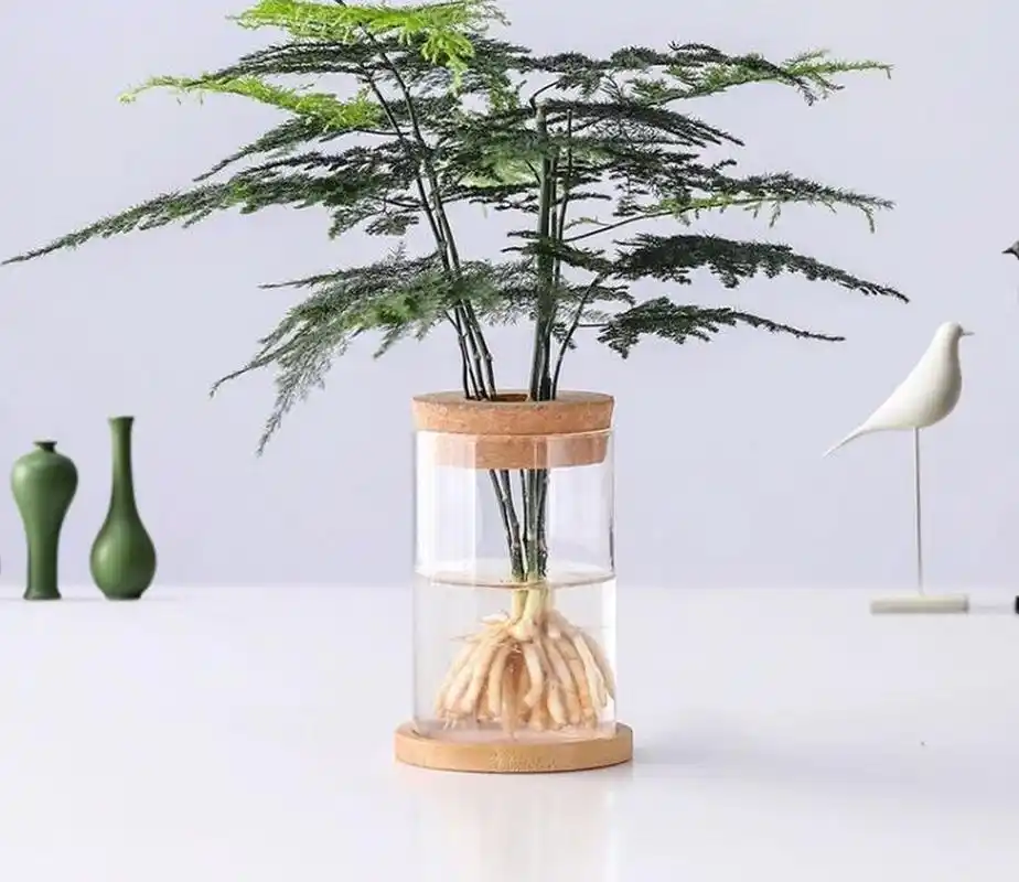 水培绿植-文竹|培育好文竹妙招 室内水培植物,不仅嫩绿好看,还干净