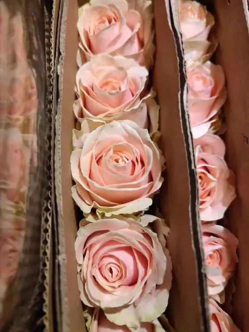 玫瑰品种珍珠雪山