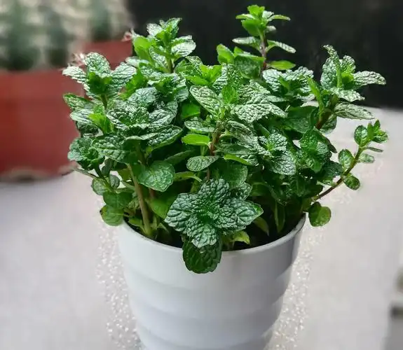 夏天驱蚊植物有哪些,有驱蚊效果的植物盆栽推荐