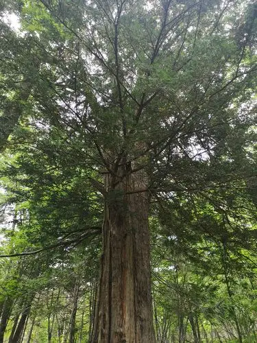 其它 牡丹江源头的红豆杉 写美篇       过去红豆杉树不是那么名贵,这