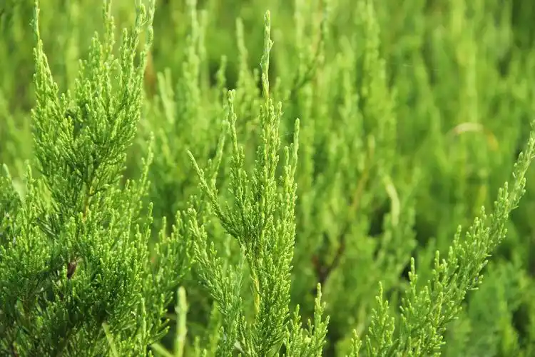 小龙柏常见的病虫害以及防治方法