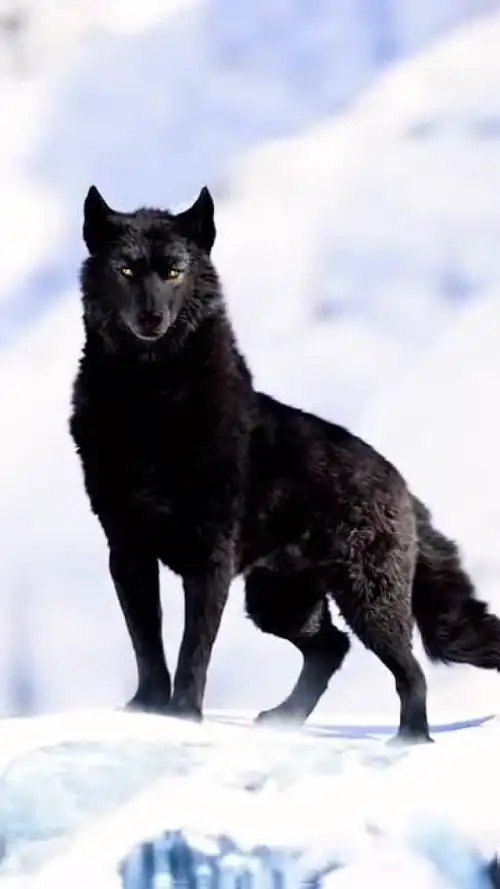 狼王,野性的呼唤