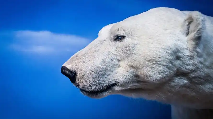 北极熊头眼睛蓝色背景4k