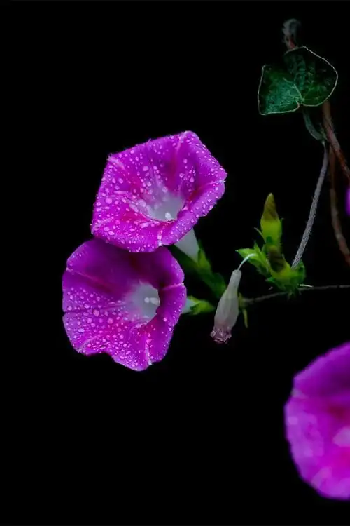 雨后牵牛花唯美图片手机桌面壁纸