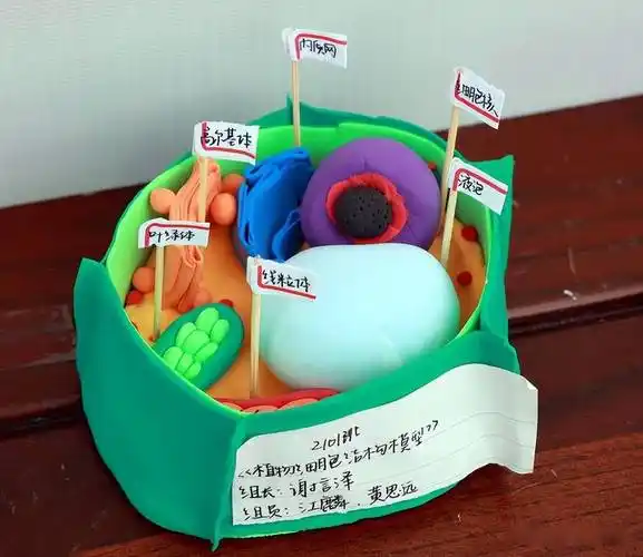 常德芷兰实验学校高一年级举行生物模型制作大赛