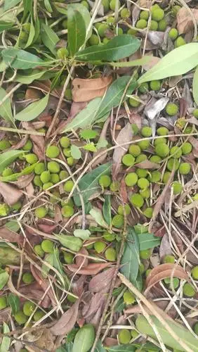 一颗绿色无公害眯眯笑杨梅是怎样生产出来的?