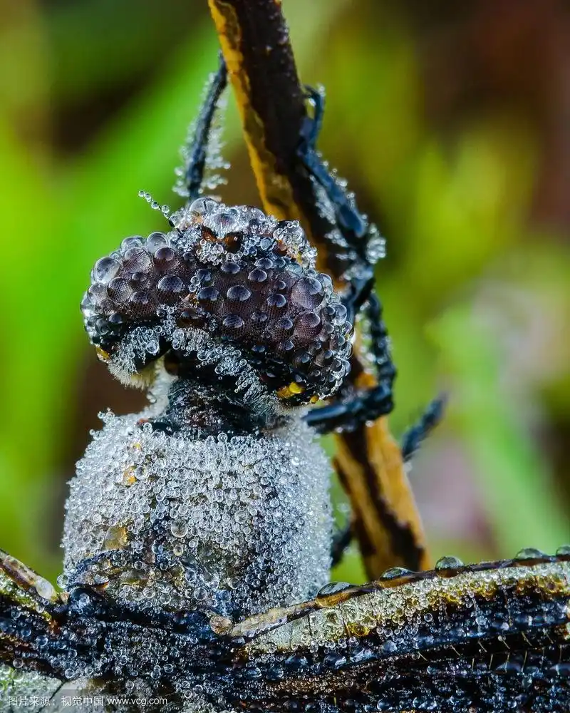 蜻蜓头的特写