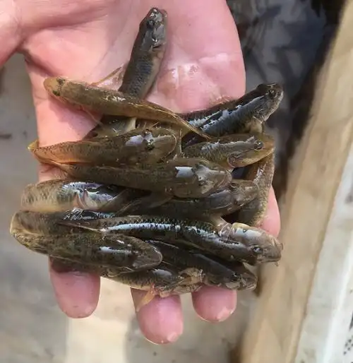 你有没有发现,在近些年很多农村河流里面的小杂鱼,如今也摇身一变成