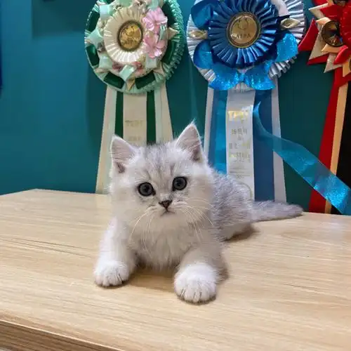 银渐层矮脚弟弟