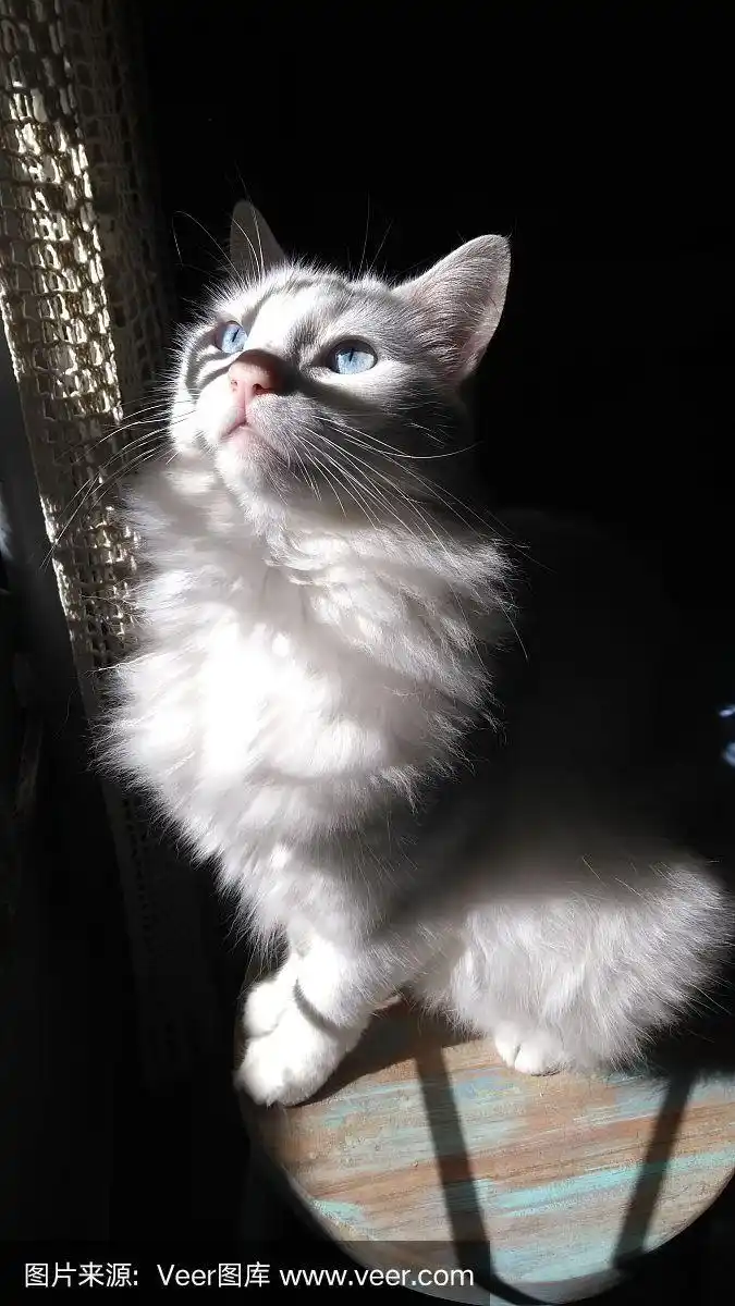 土耳其安哥拉猫