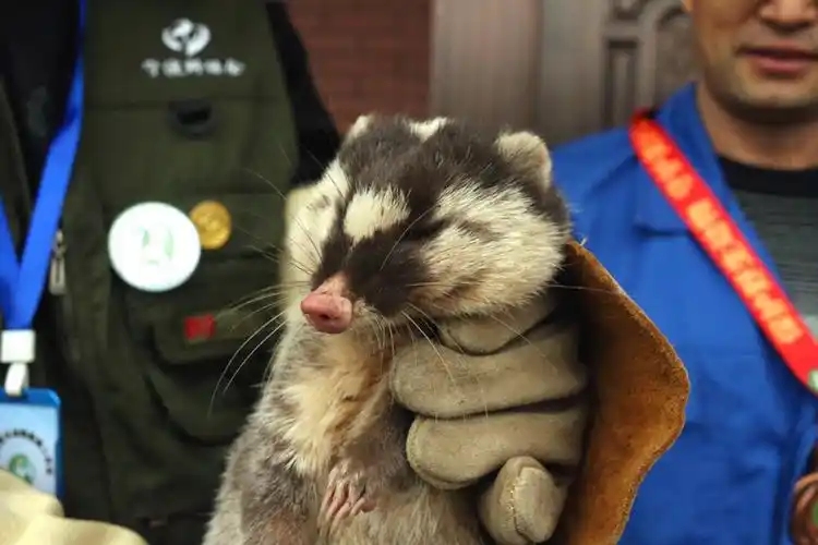 白面狸又称玉面狸,爱吃果实,捕鼠胜于猫,是省重点保护动物.