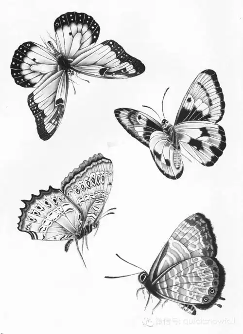 国画基础教程工笔蝴蝶画法与线描画谱