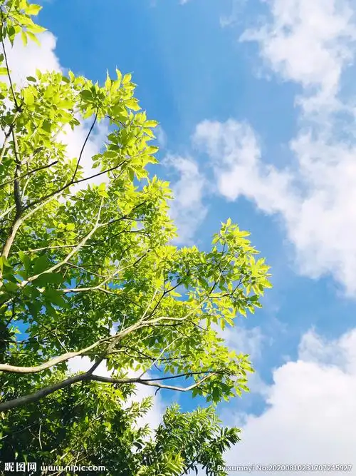 树叶天空图片