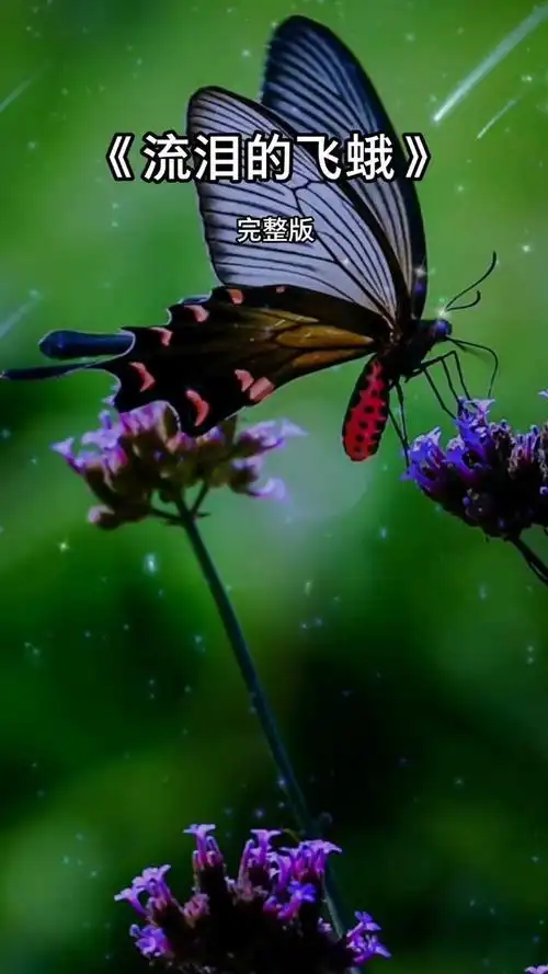 梦歆冉《流泪的飞蛾》  热门歌曲