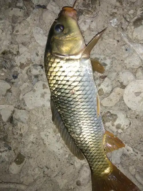 阴差阳错的渔获