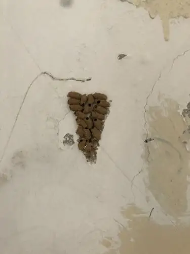 问一下这个是什么虫子的窝