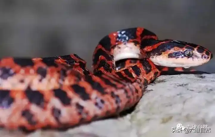 *最吓人的一条巨蛇,野生红尾赤链蛇的毒性大不大