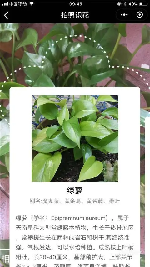 辨识万物怎么通过拍照识花首发