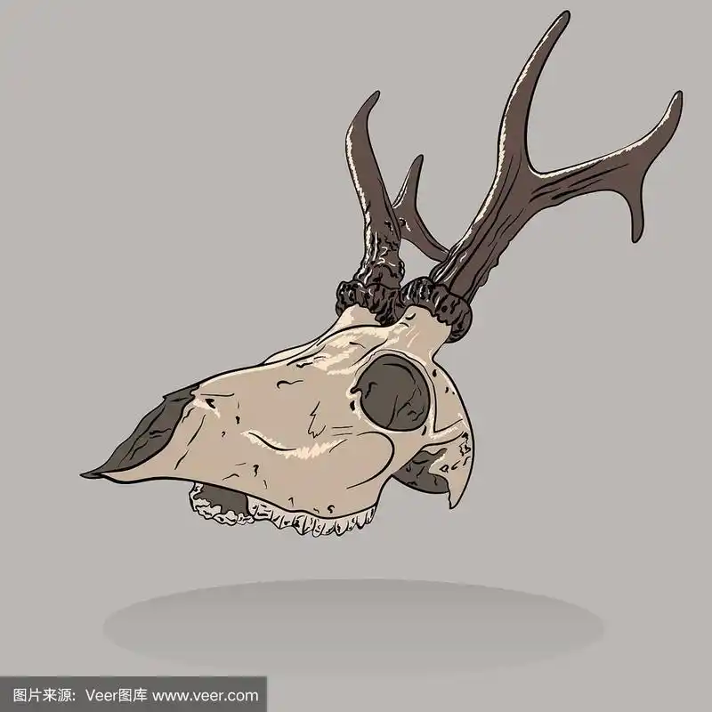 矢量插图的一个孤立的鹿头骨.剖面视图.
