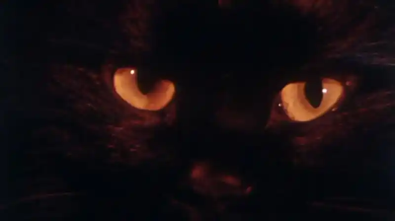 《卫斯理之老猫》剧照 - 卫斯理之老猫