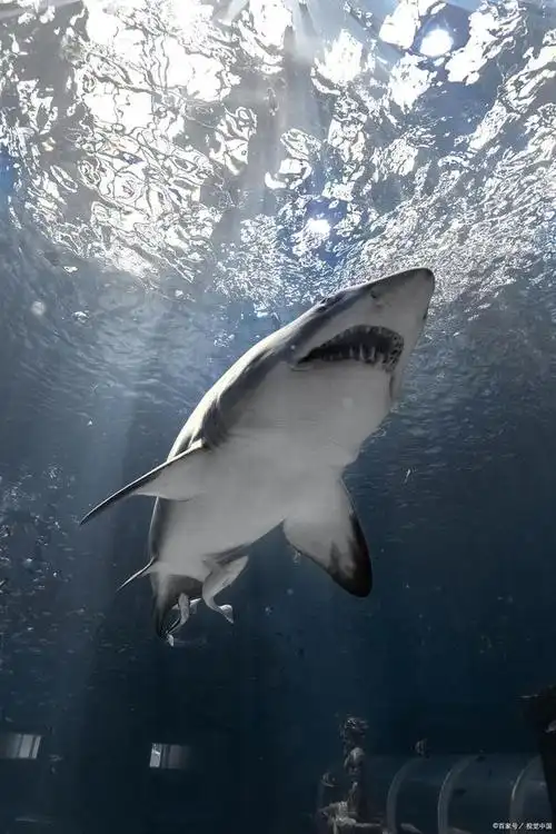 其实大多数鲨鱼生性温和,对的,他们咬人真的只是因为他们没见过,只是