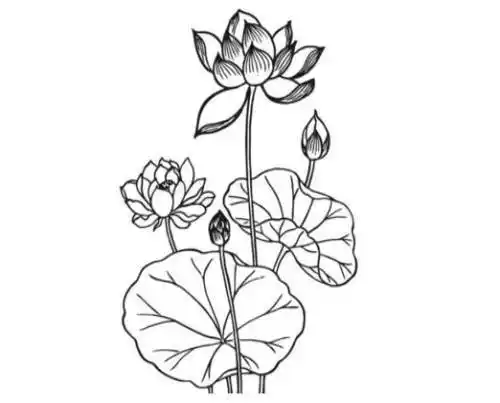 荷花的画法步骤简笔画绘画教程简笔画荷花的画法简笔画荷花的画法