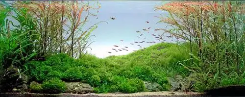 2012ada世界水草造景比赛作品赏析3