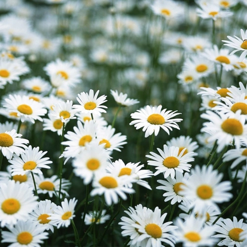 绿色自然 清新淡雅 文艺 简约 风景 (35)