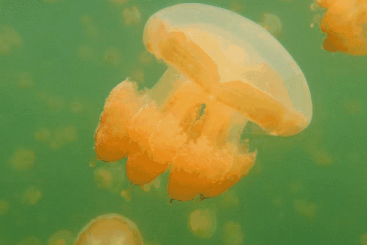 劲爆消息|夜场开启,梦幻水母灯陪你嗨翻这个夏天!