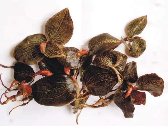 奇草荟金线莲瓶苗的种植技术