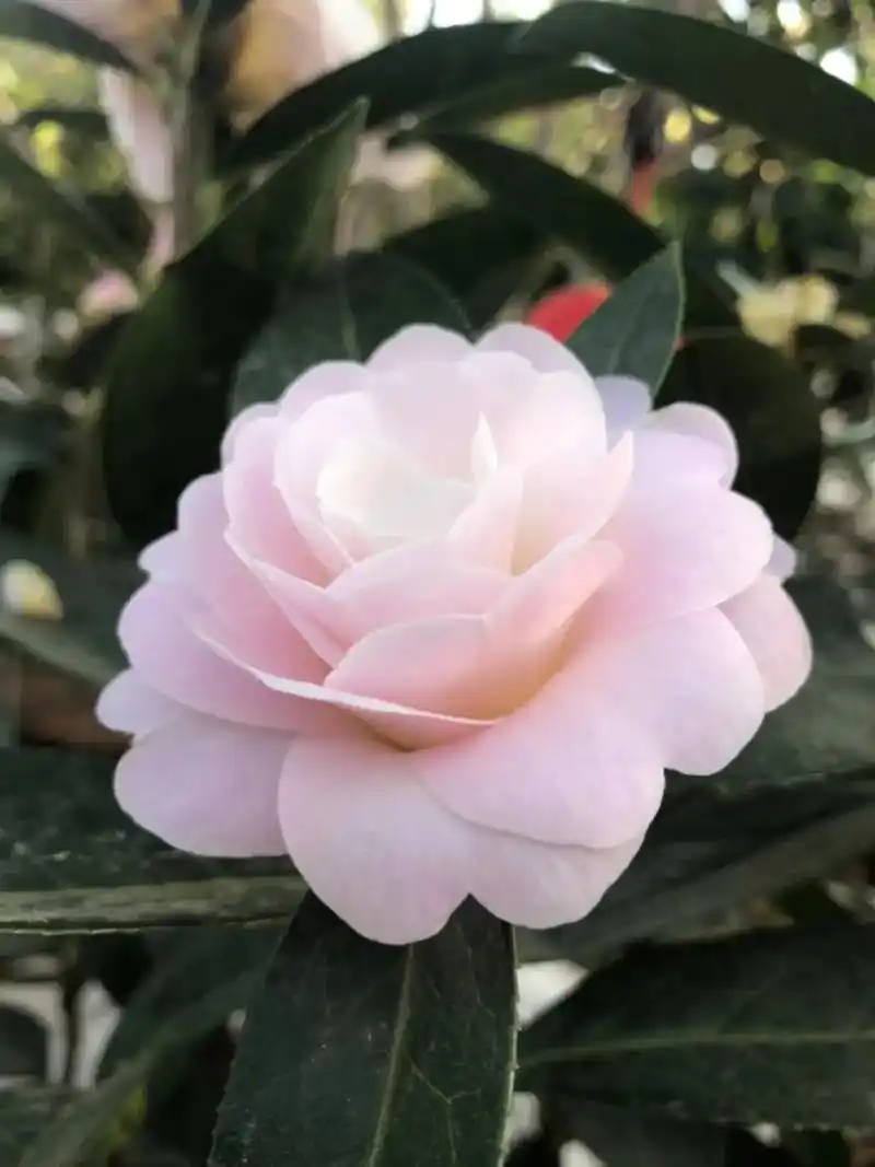 这款云南茶花,童子面,三年苗真的太好喝啦!入口滑嫩,回味