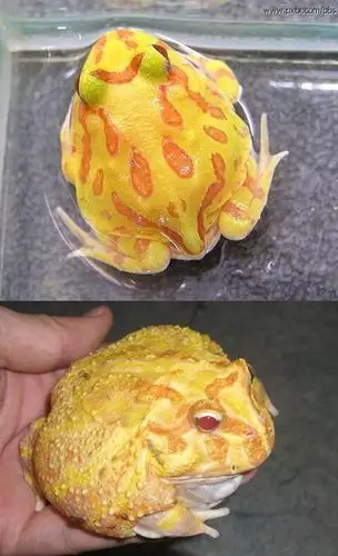 角蛙吃什么_进口角蛙怎么养_圆脸适合什么发型