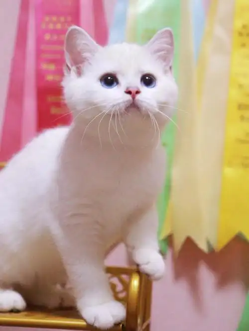 银点12色mm超级粗壮的小爪爪