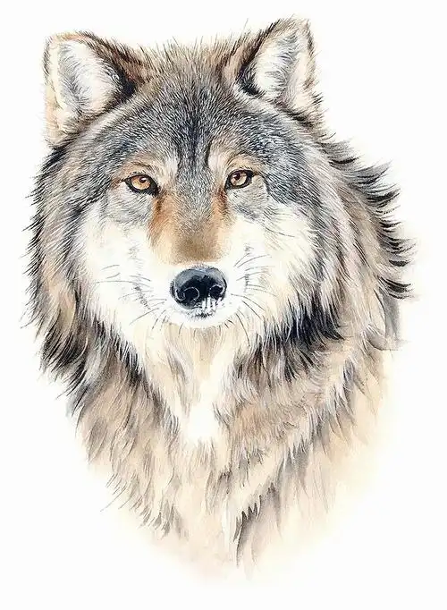 许宁动物水彩狼