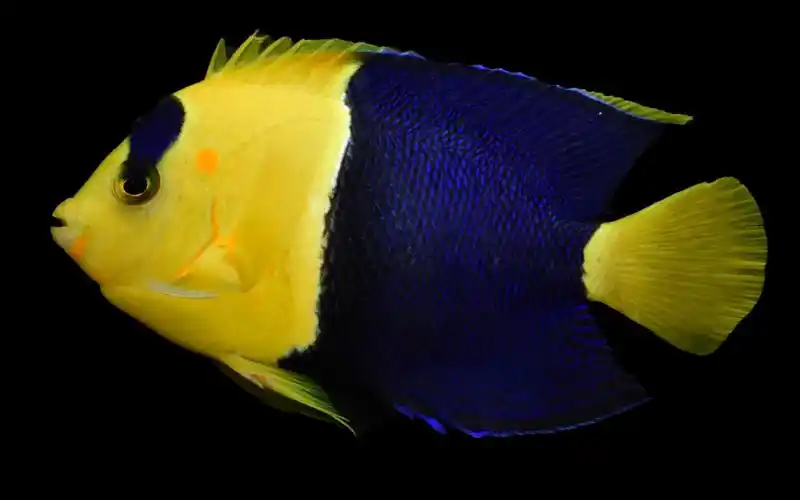 07【石美人】黄加蓝