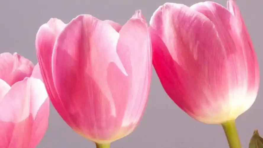 粉色郁金香娇艳花卉图片壁纸