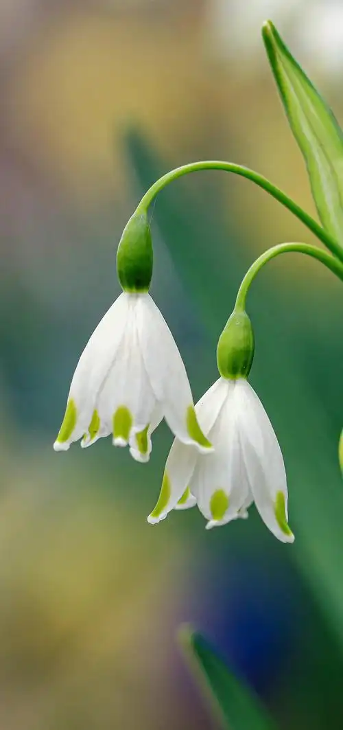 手机壁纸|自然植物|唯美治愈|新鲜花朵|壁纸|植物|治愈|花朵_手机网易