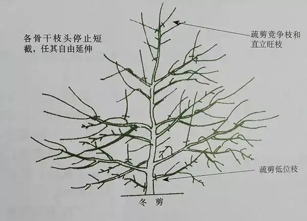 苹果树傻瓜修剪法自由纺锤树形